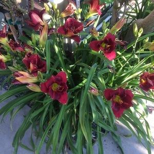 Meet your Posher, Thanh